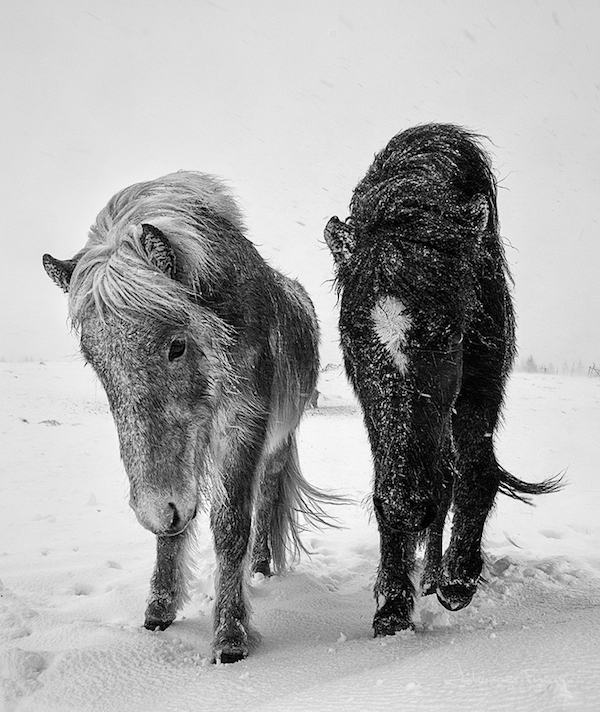 HROSS | Icelandic horses photography book - vosgesparis